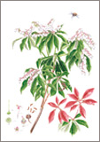 アセビ/小豆むつ子ボタニカルアート（植物画）