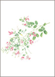 ヤマハギ/小豆むつ子ボタニカルアート（植物画）
